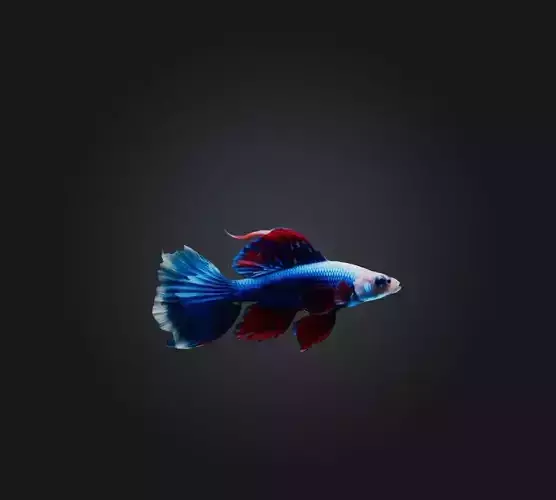 Siamese fighting fish