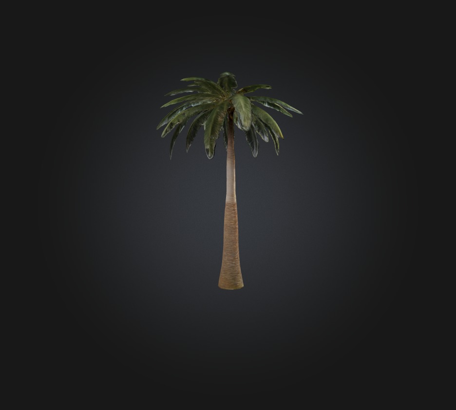 Palm Tree Low-poly 3D model_5