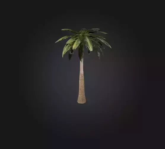 Palm Tree