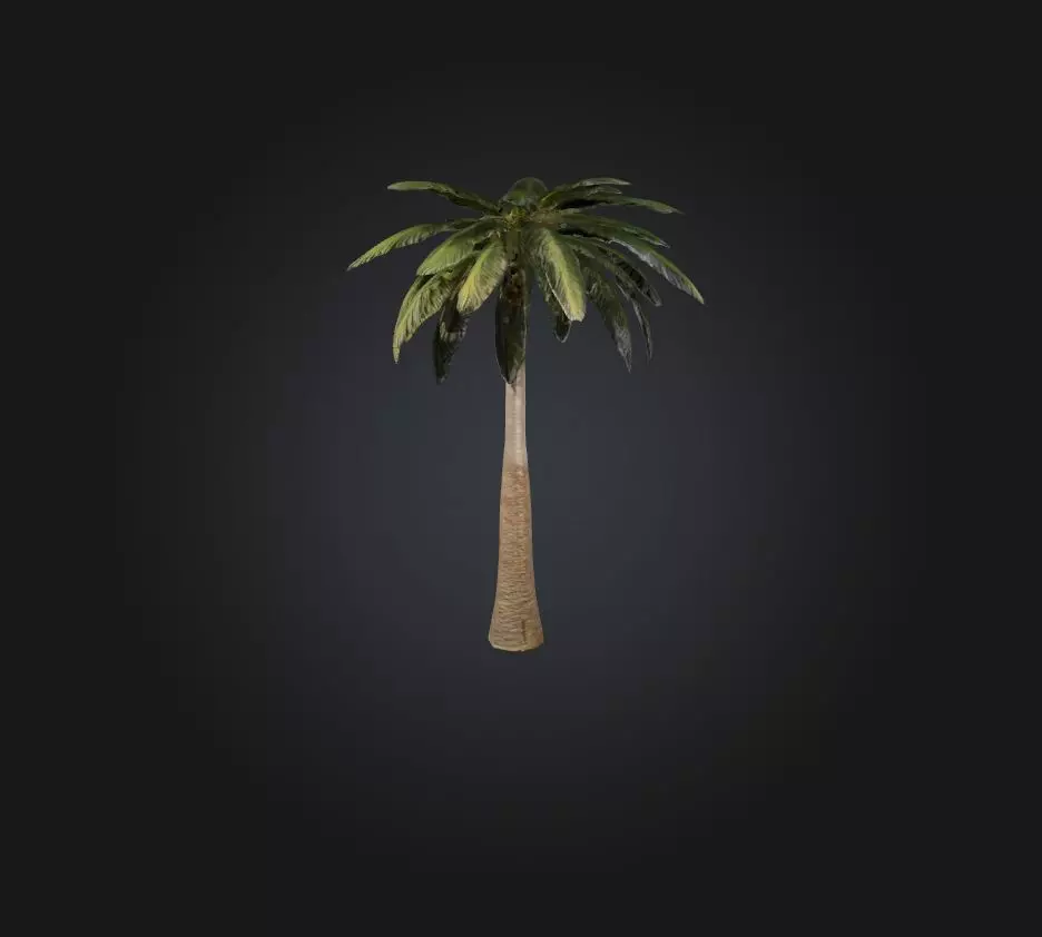 Palm Tree Low-poly 3D model_0