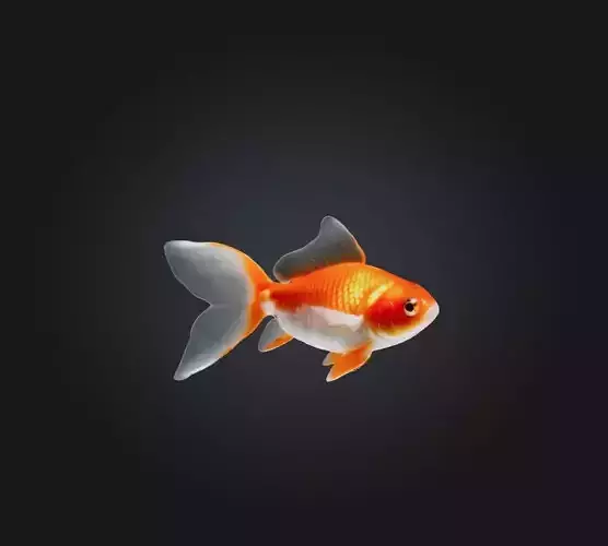 Goldfish