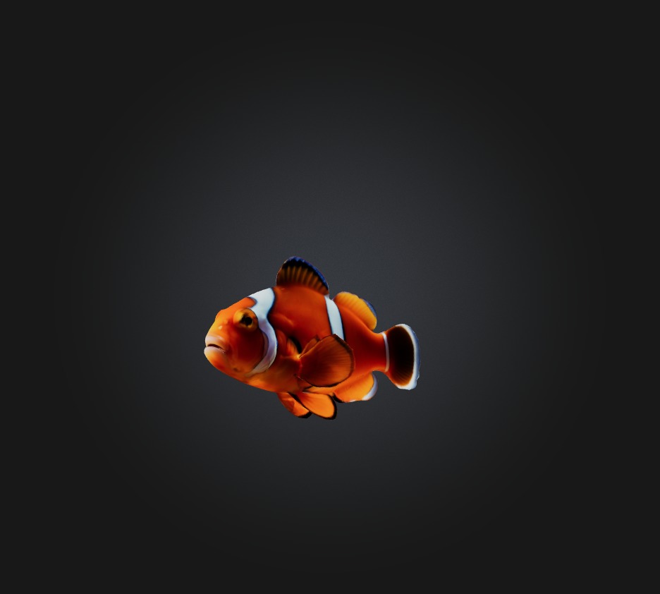 Clownfish Low-poly 3D model_6