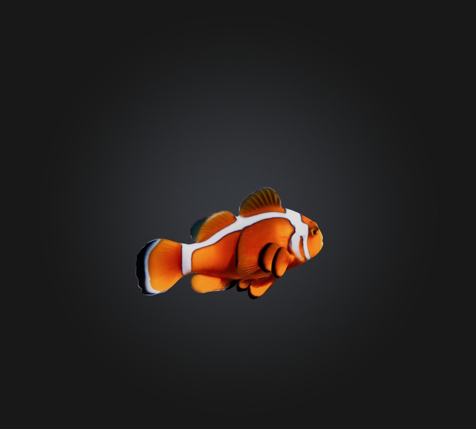 Clownfish Low-poly 3D model_2