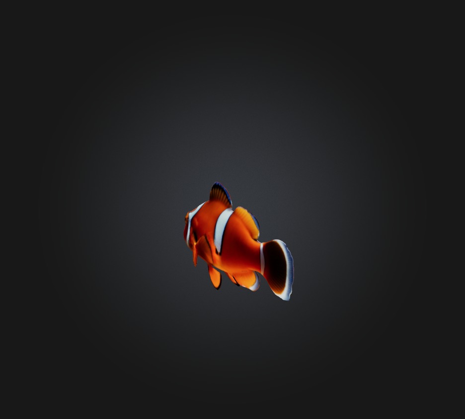 Clownfish Low-poly 3D model_4