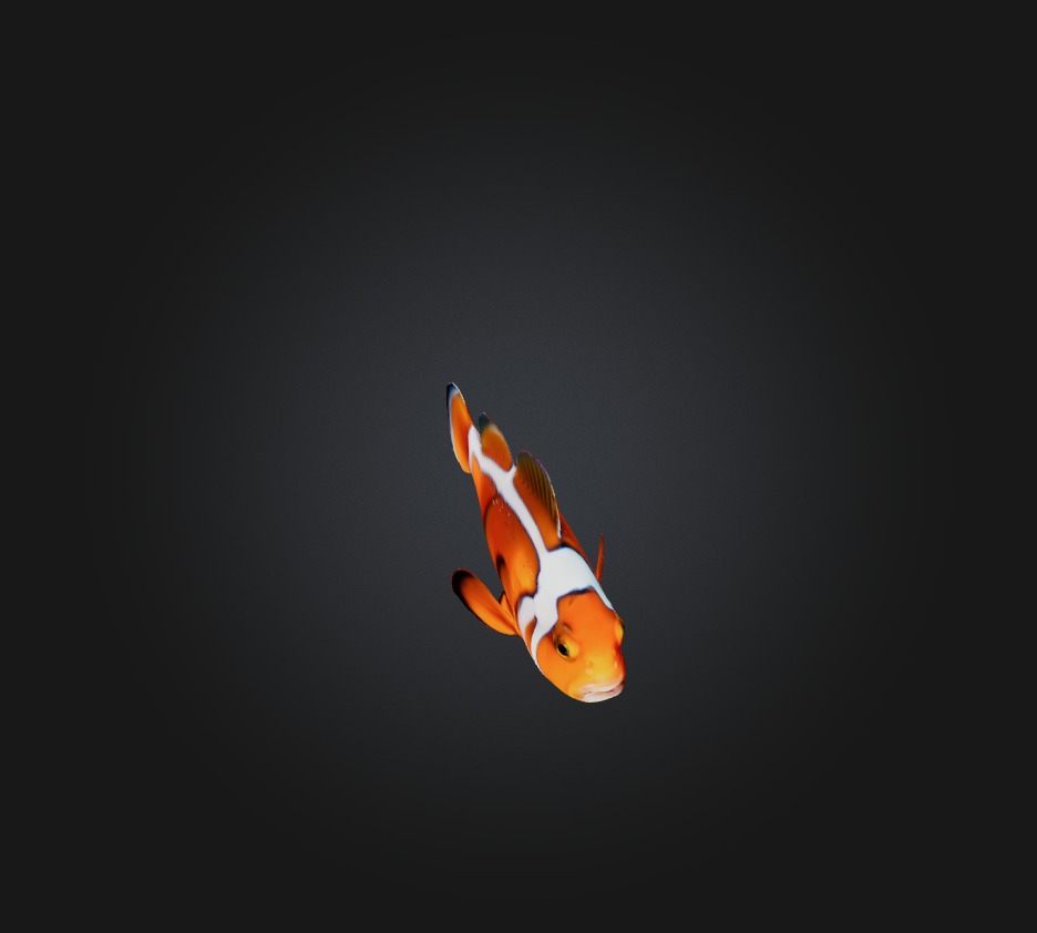Clownfish Low-poly 3D model_8