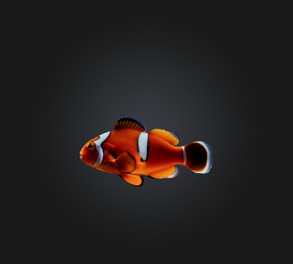 Clownfish Low-poly 3D model_5