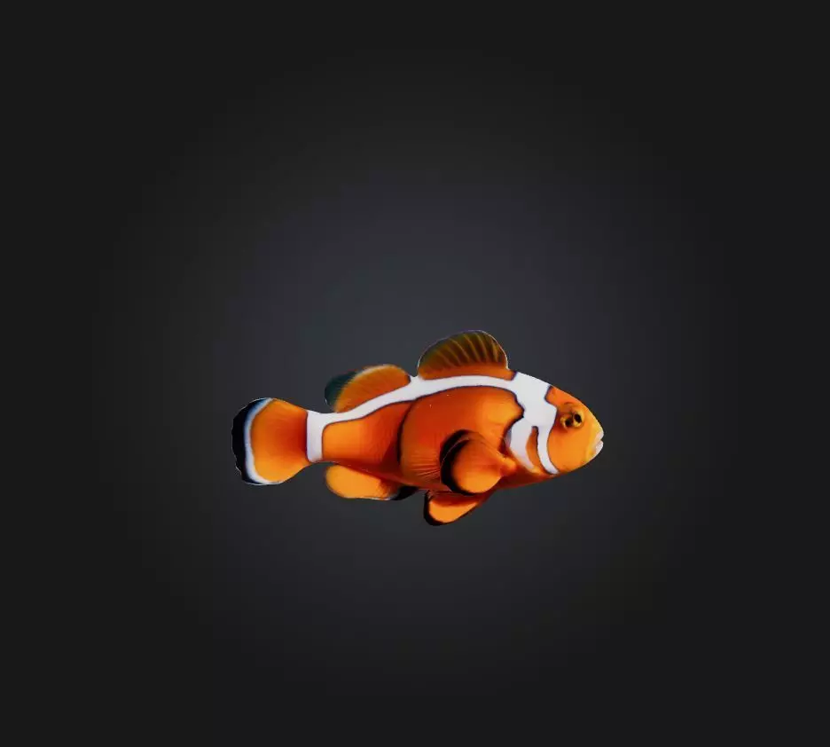 Clownfish Low-poly 3D model_0