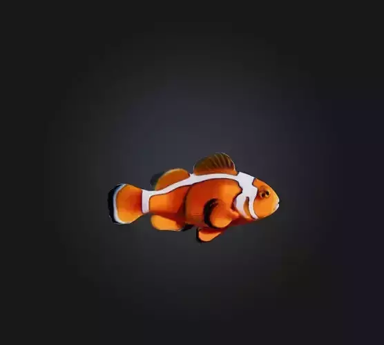 Clownfish
