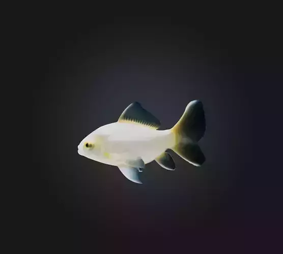 Carassius auratus Fish