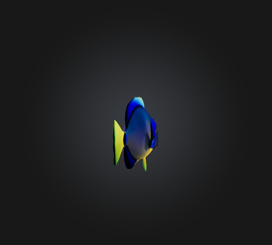 Blue ring angelfish Low-poly 3D model_3