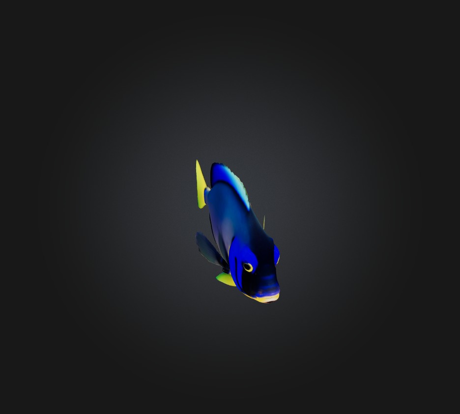 Blue ring angelfish Low-poly 3D model_8