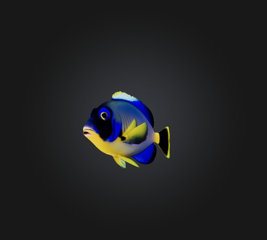 Blue ring angelfish Low-poly 3D model_6