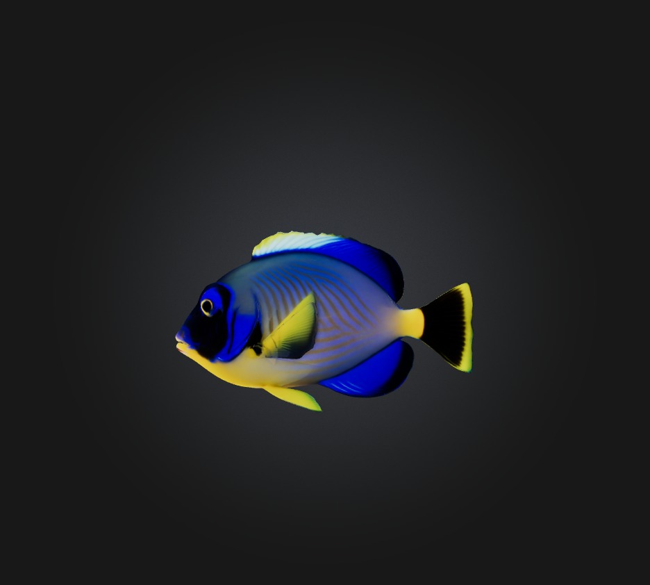 Blue ring angelfish Low-poly 3D model_5