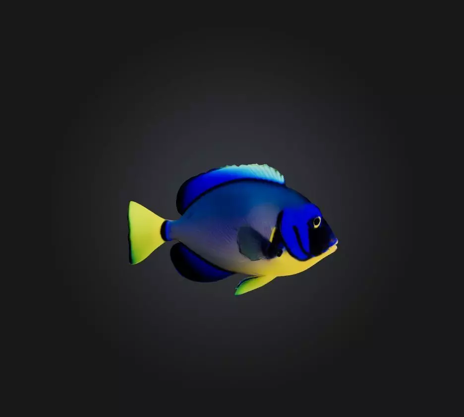 Blue ring angelfish Low-poly 3D model_0