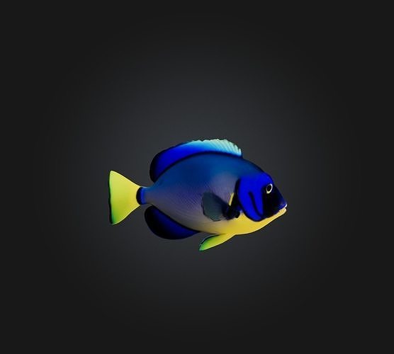 Blue ring angelfish Low-poly 3D model