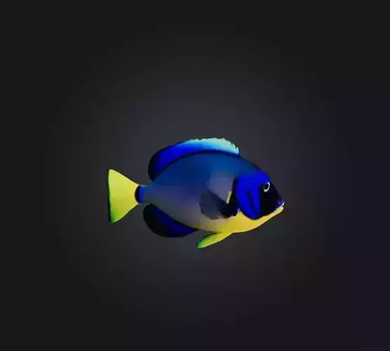 Blue ring angelfish