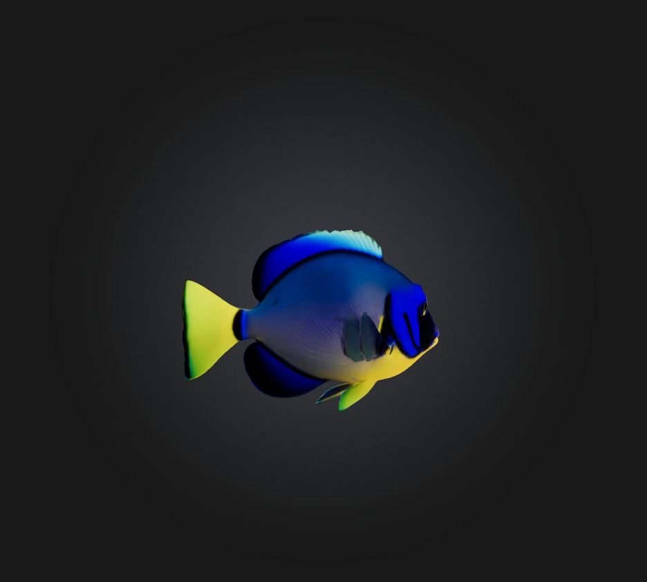 Blue ring angelfish Low-poly 3D model_2