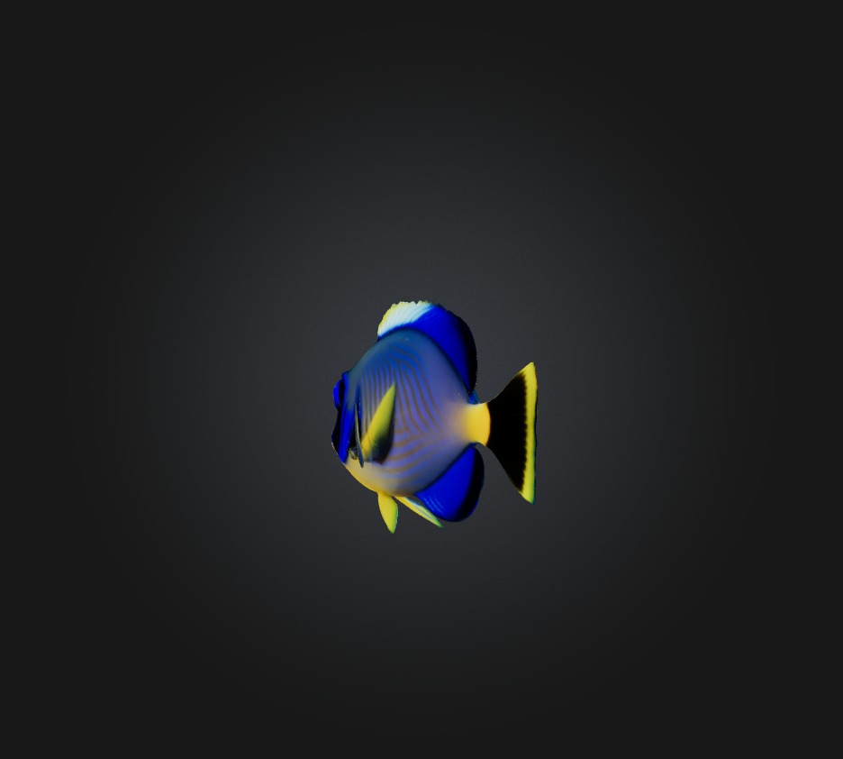 Blue ring angelfish Low-poly 3D model_4