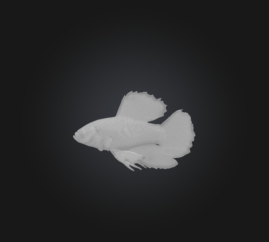 Betta smaragdina Fish Low-poly 3D model_1
