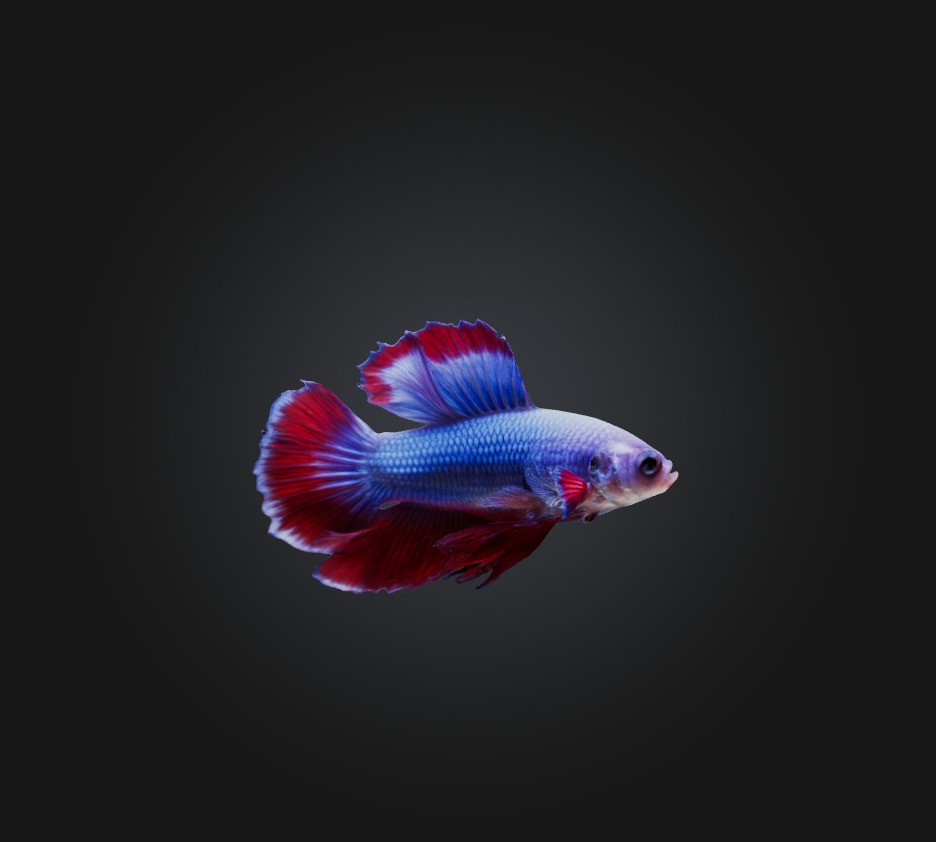 Betta smaragdina Fish Low-poly 3D model_5