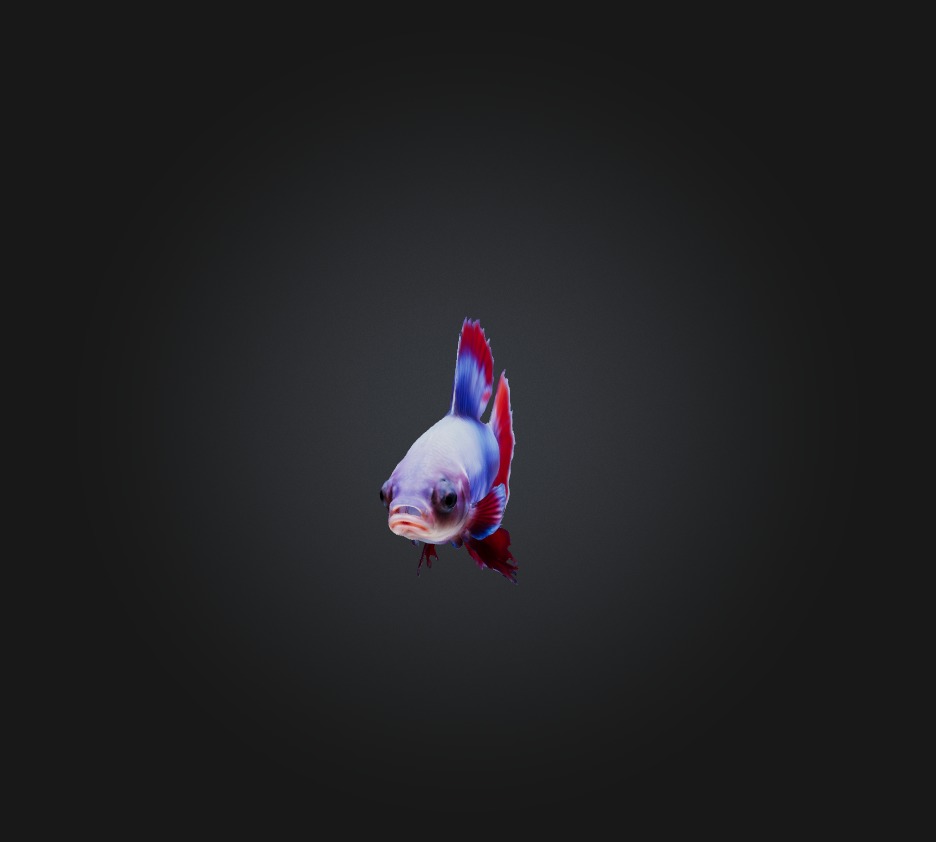 Betta smaragdina Fish Low-poly 3D model_3