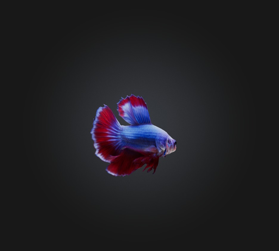 Betta smaragdina Fish Low-poly 3D model_6