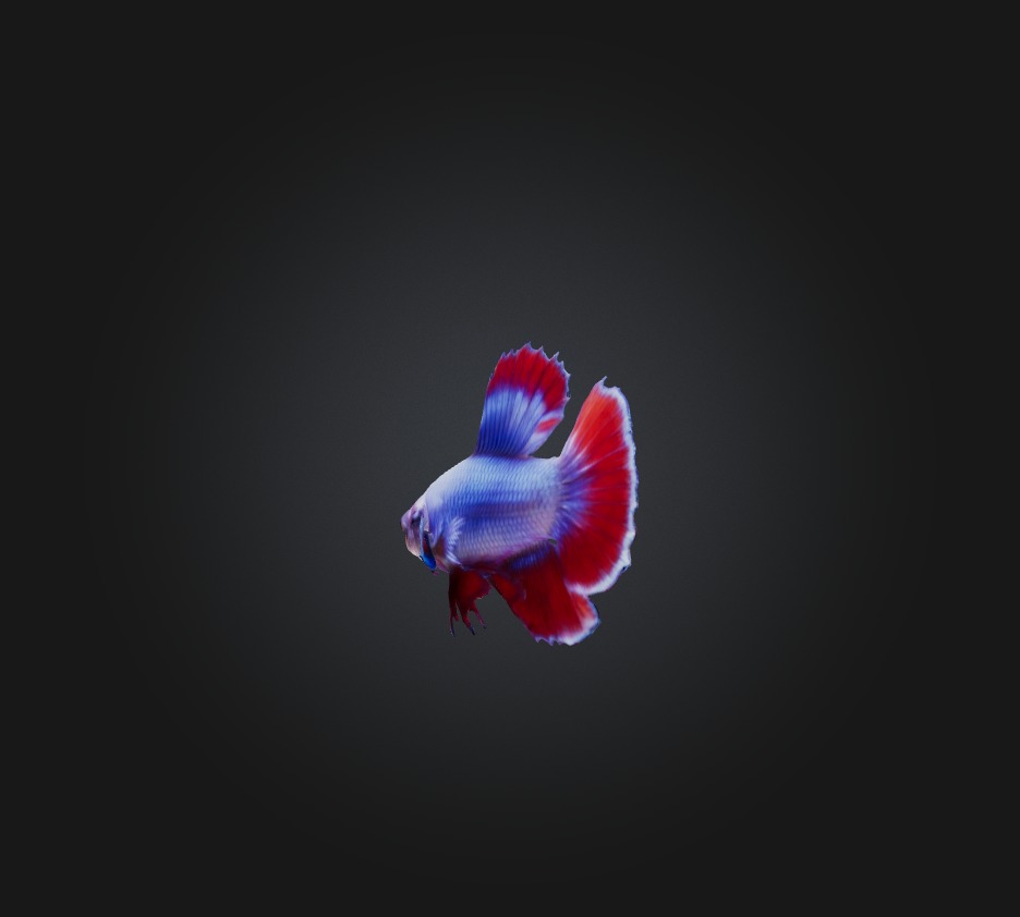 Betta smaragdina Fish Low-poly 3D model_7
