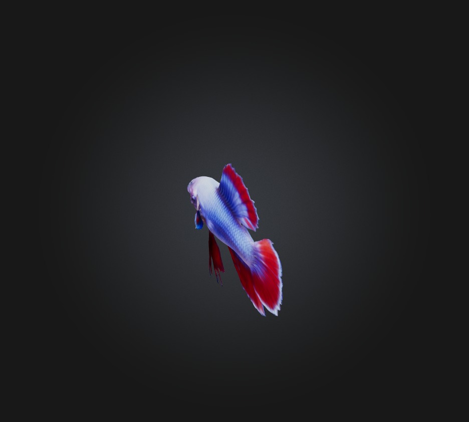 Betta smaragdina Fish Low-poly 3D model_8