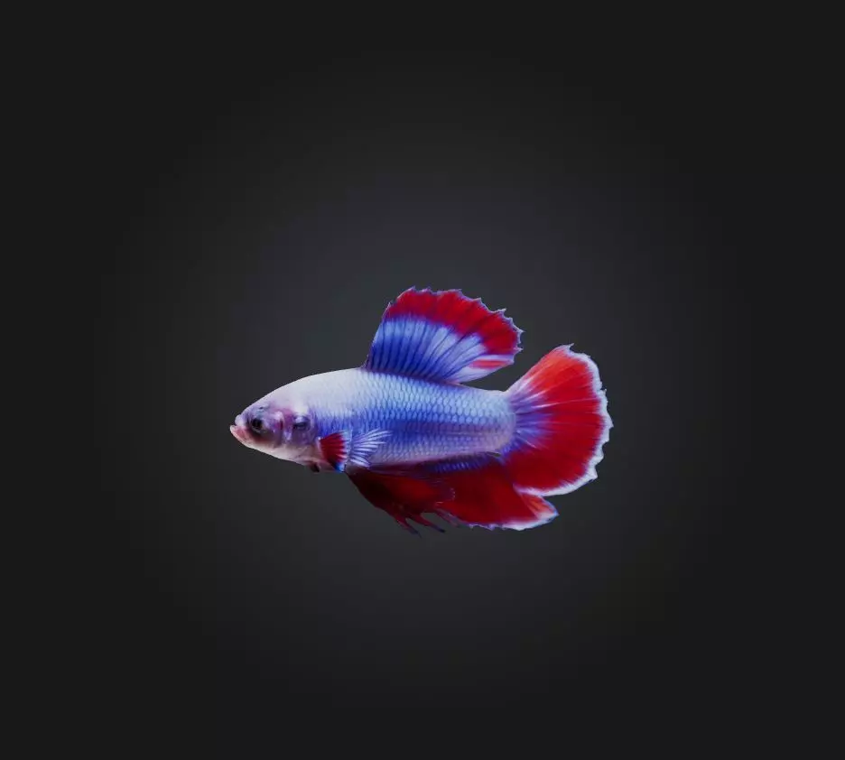 Betta smaragdina Fish Low-poly 3D model_0