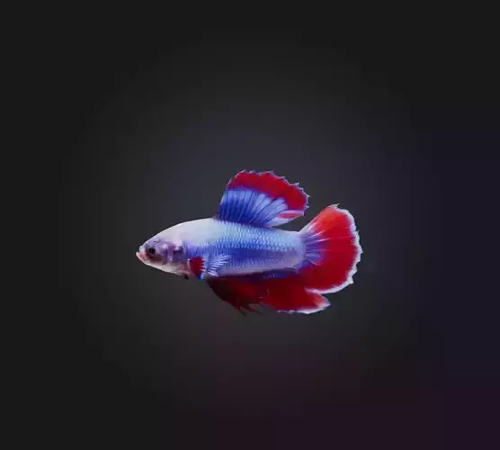 Betta smaragdina Fish Low-poly 3D model