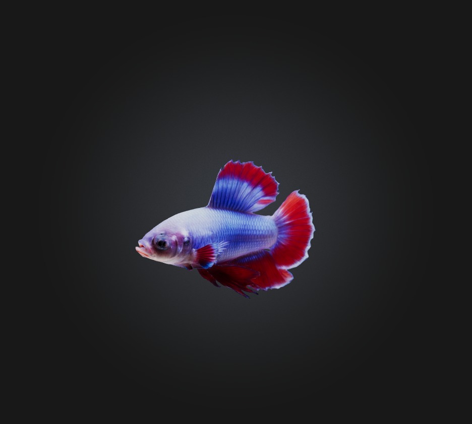 Betta smaragdina Fish Low-poly 3D model_2
