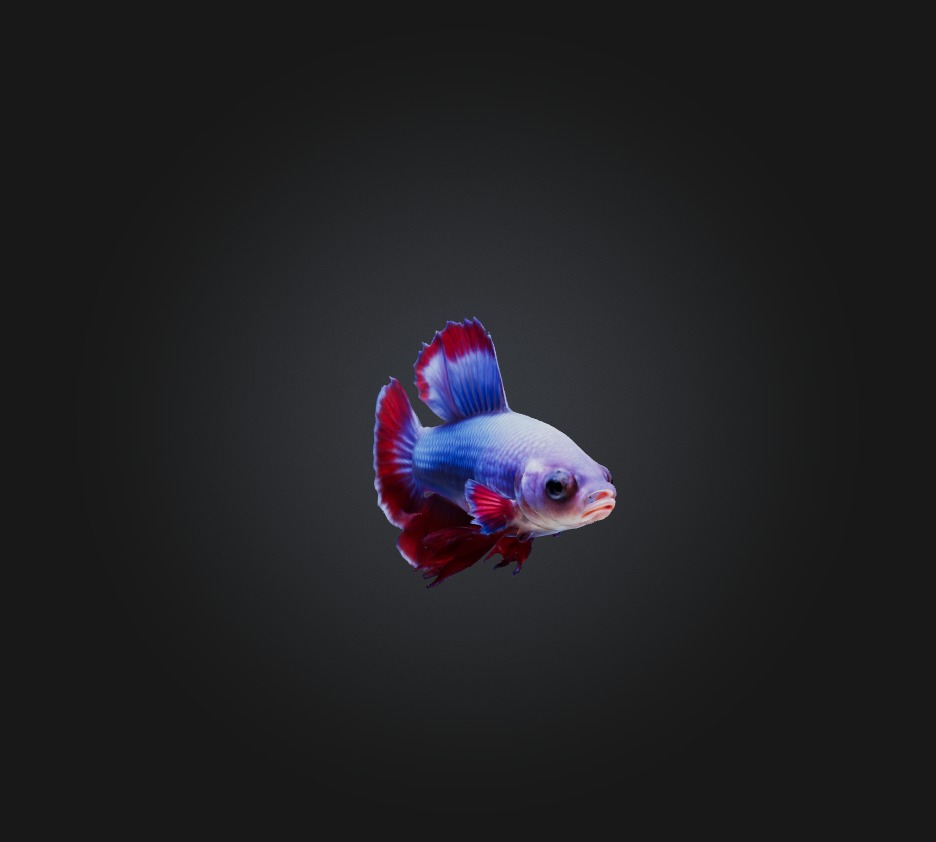 Betta smaragdina Fish Low-poly 3D model_4