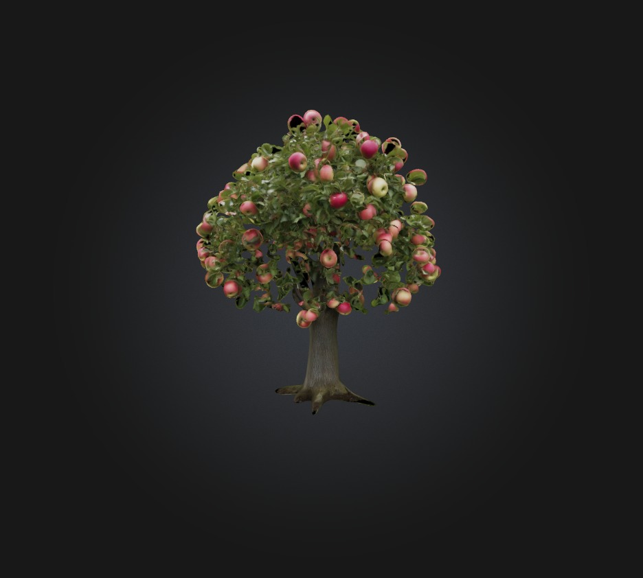 Apple Tree Low-poly 3D model_2