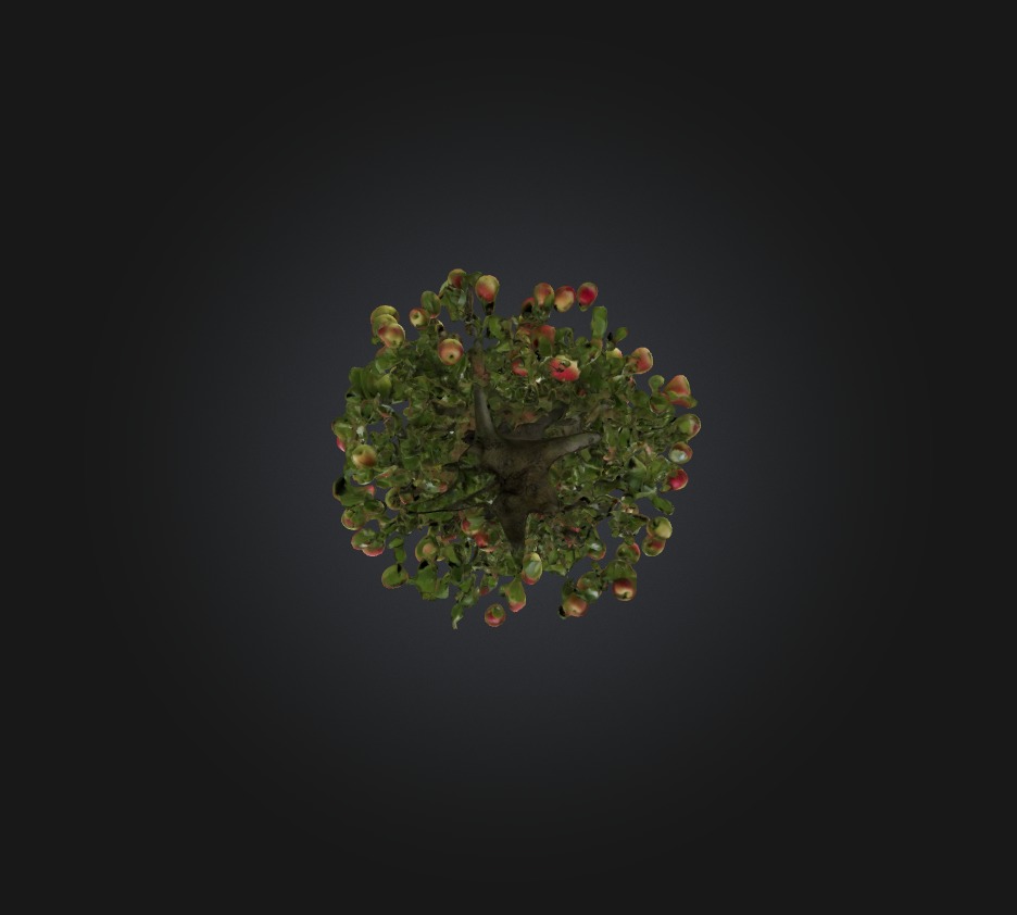 Apple Tree Low-poly 3D model_6