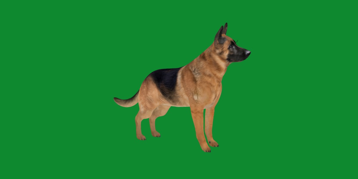 King Shepherd Dog Low-poly 3D model_16