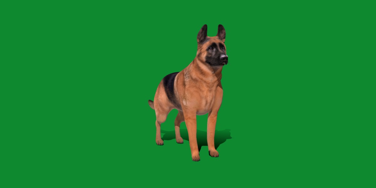 King Shepherd Dog Low-poly 3D model_21