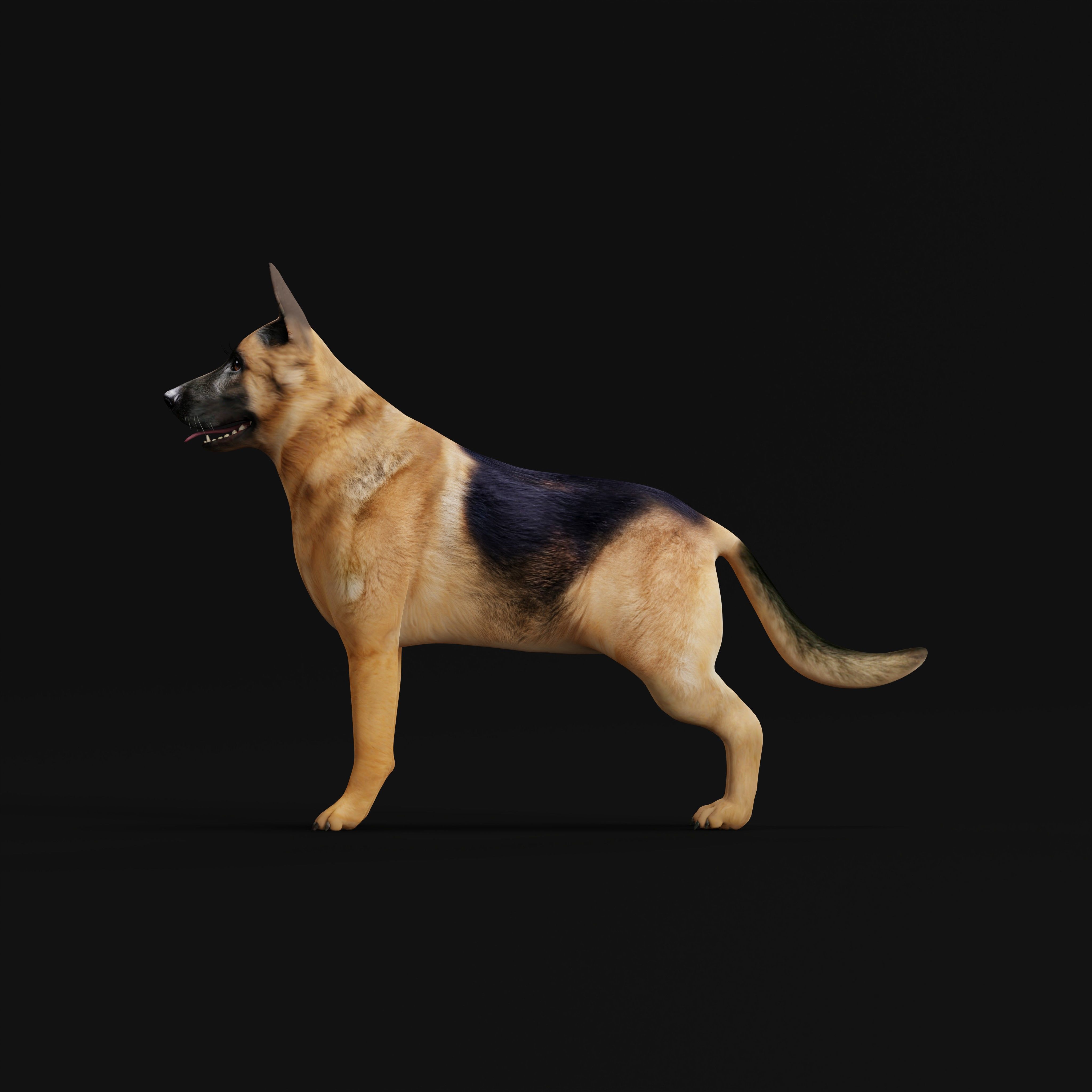 King Shepherd Dog Low-poly 3D model_30