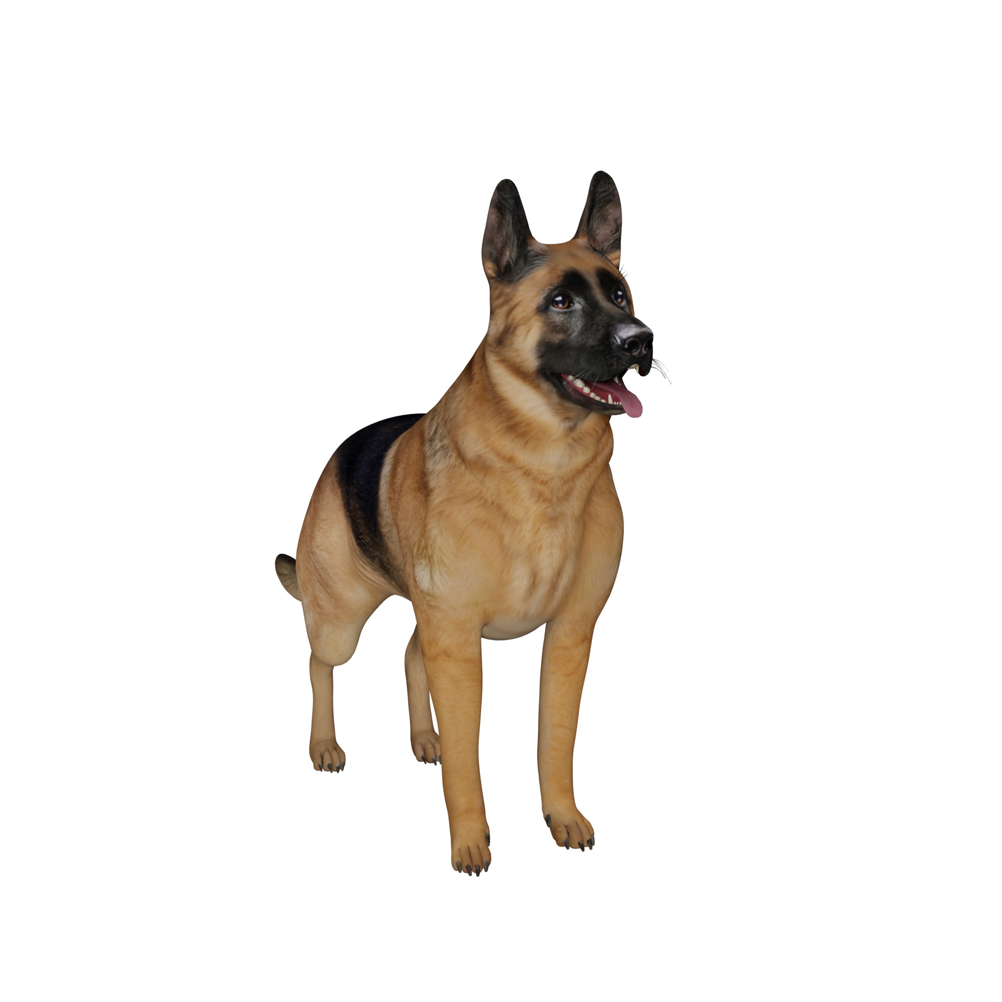 King Shepherd Dog Low-poly 3D model_3
