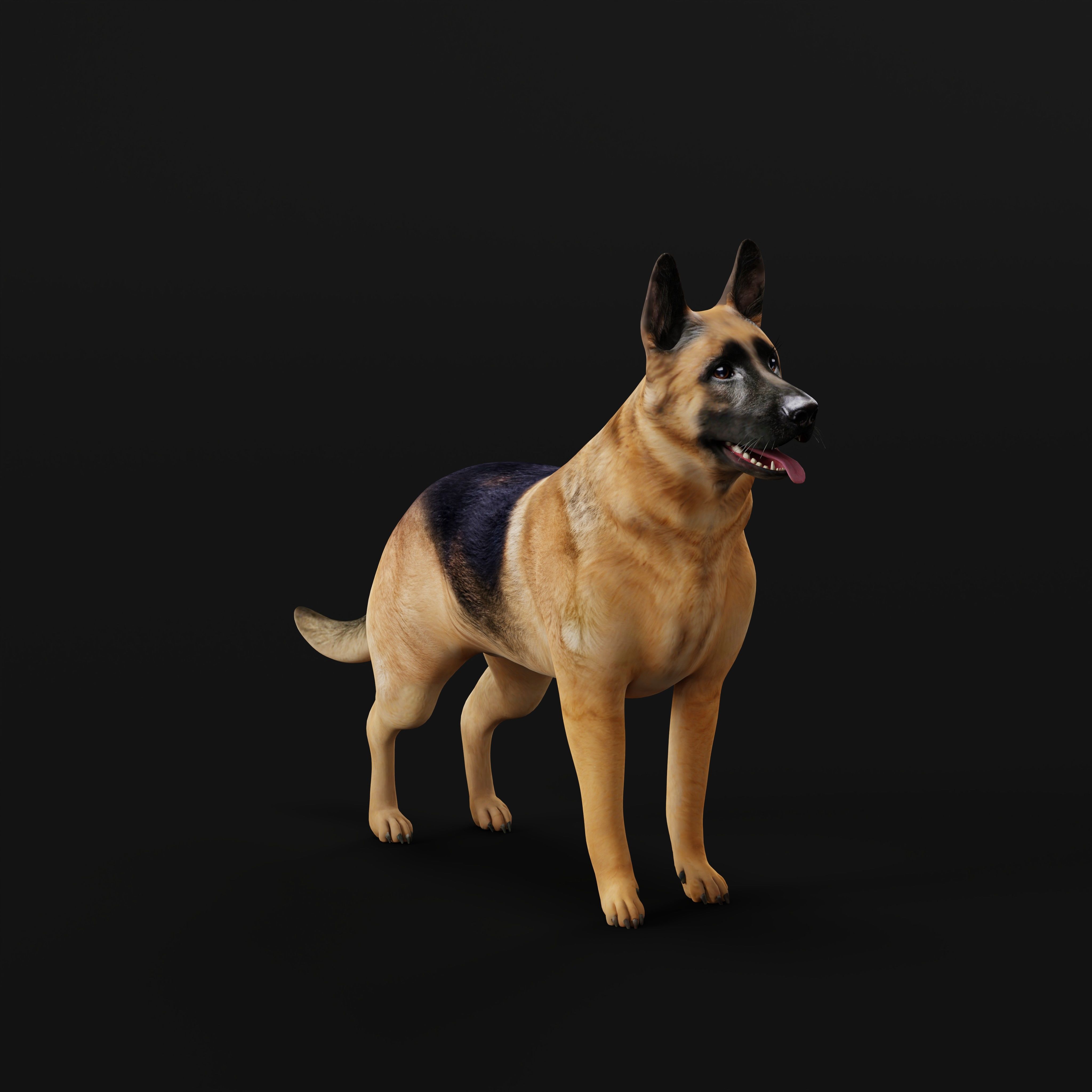King Shepherd Dog Low-poly 3D model_33