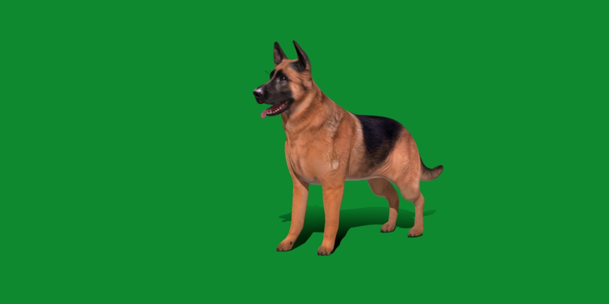 King Shepherd Dog Low-poly 3D model_8