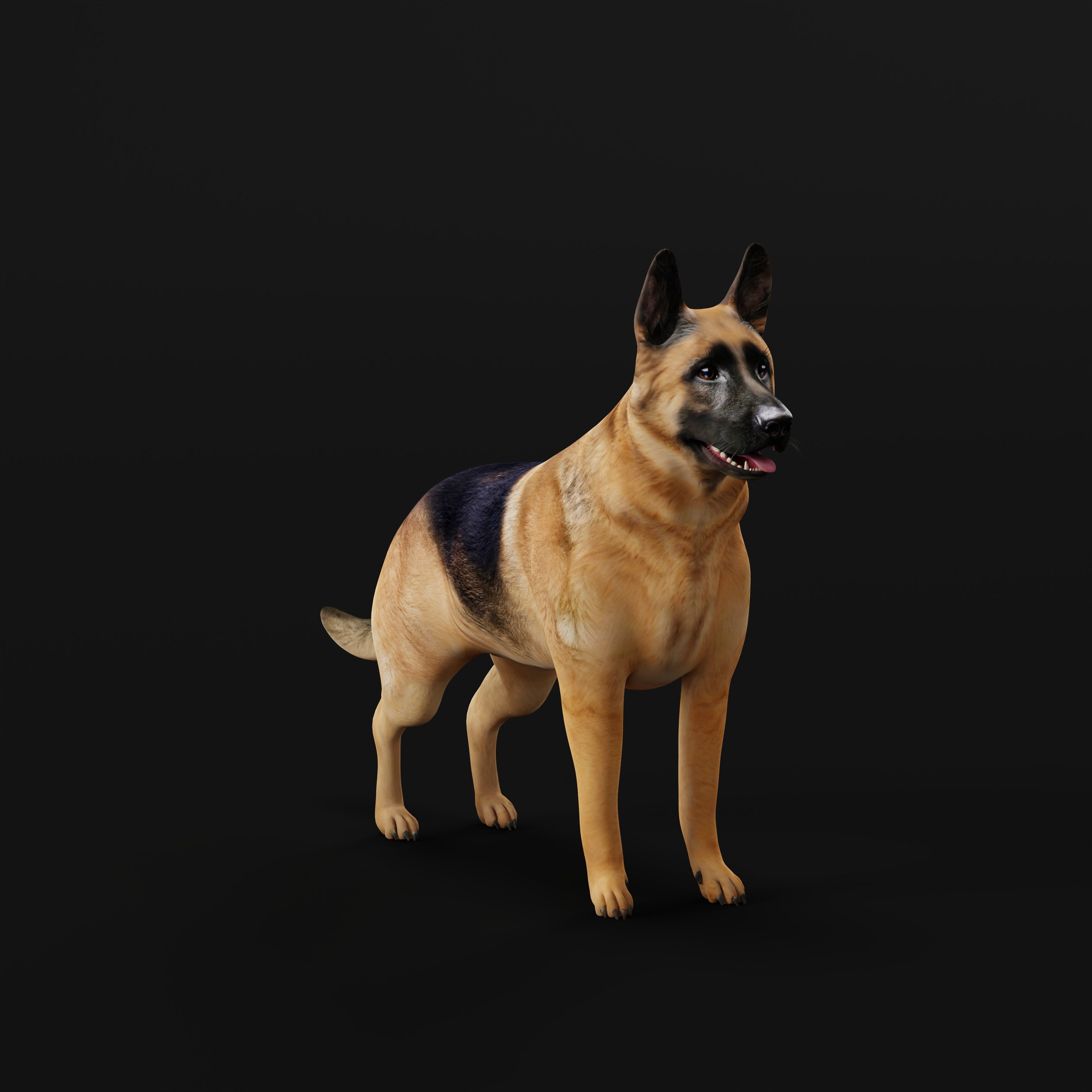 King Shepherd Dog Low-poly 3D model_29