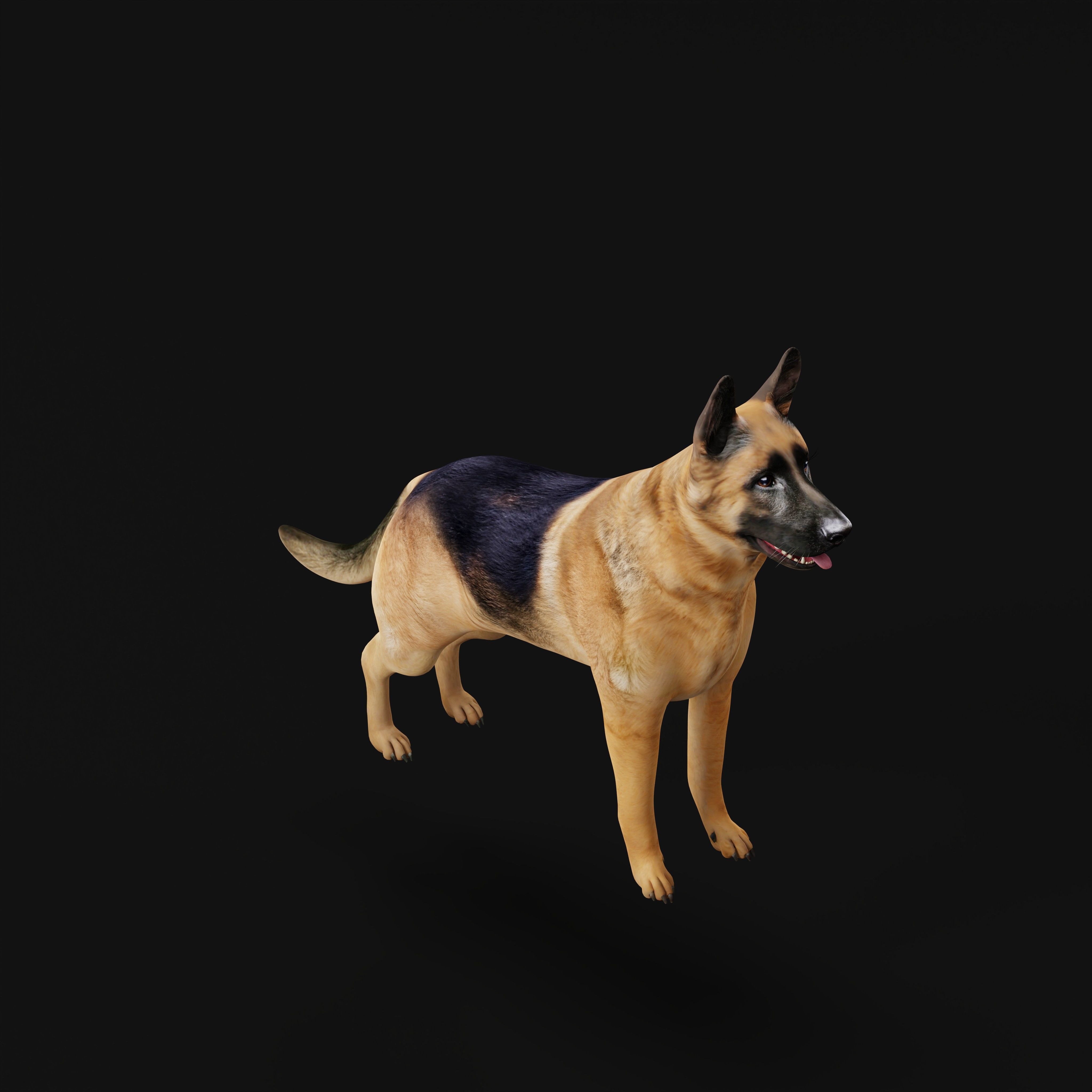 King Shepherd Dog Low-poly 3D model_32
