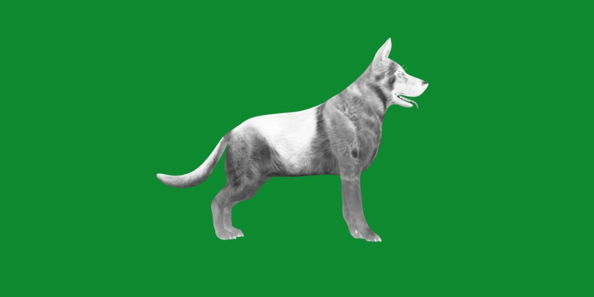 King Shepherd Dog Low-poly 3D model_6