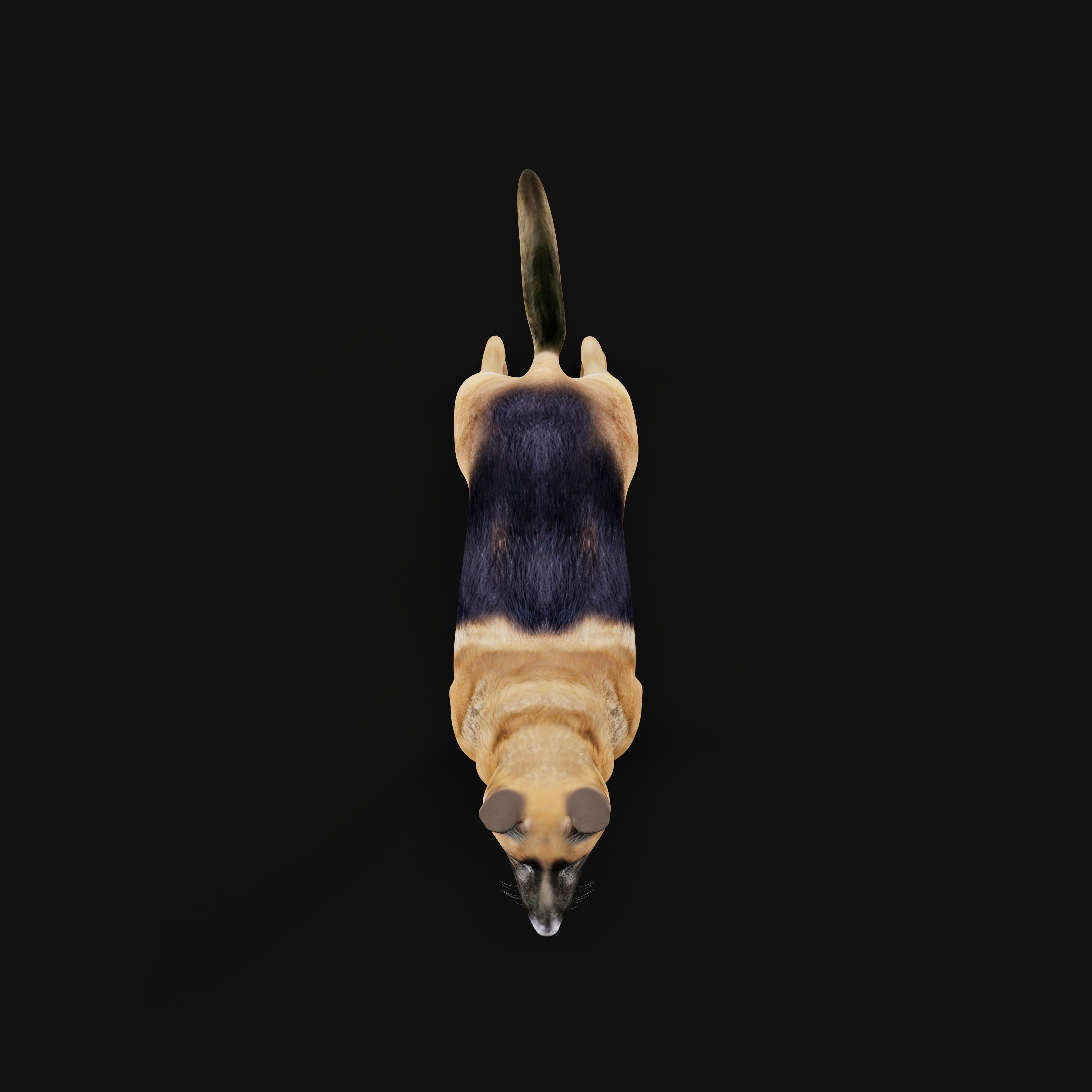 King Shepherd Dog Low-poly 3D model_31