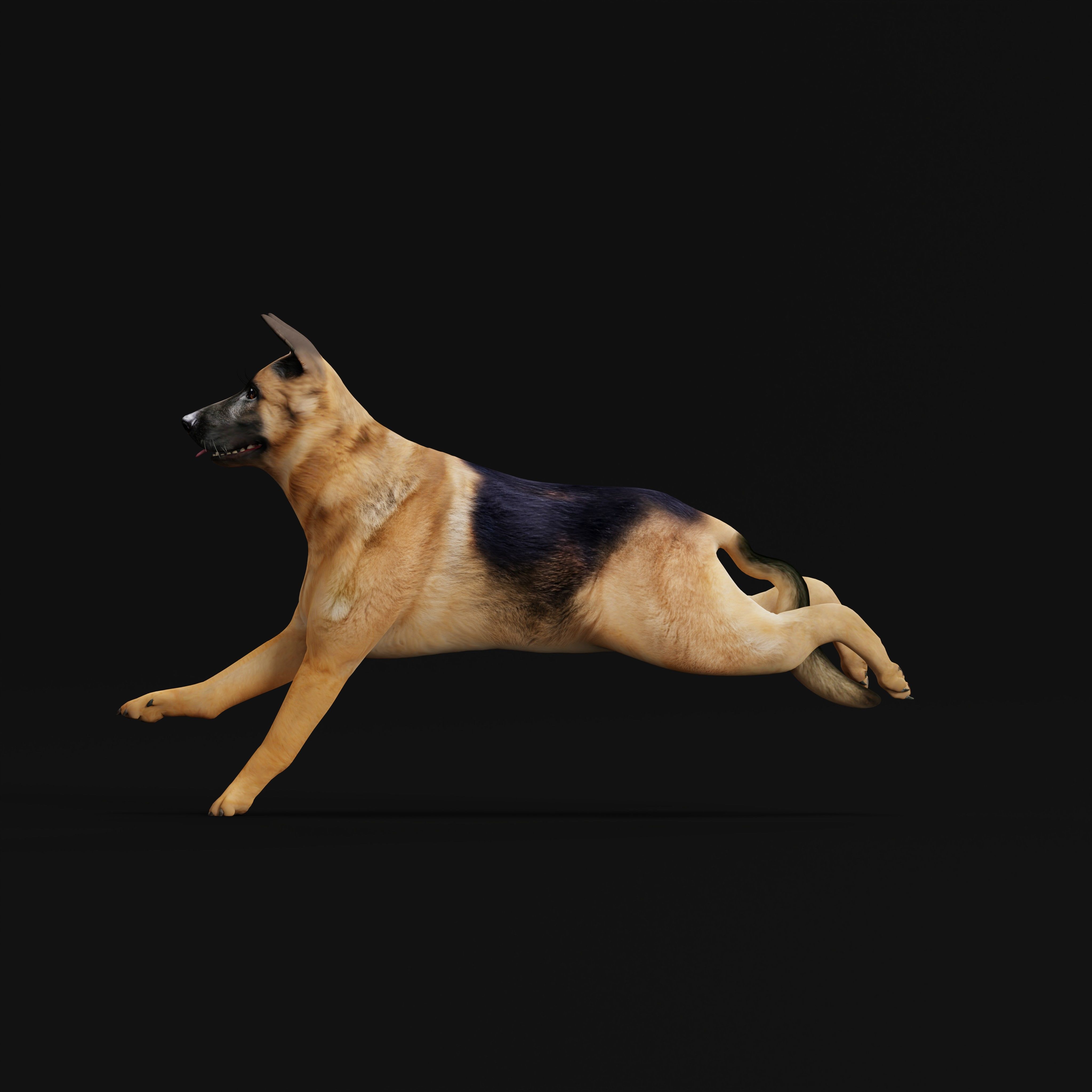 King Shepherd Dog Low-poly 3D model_34