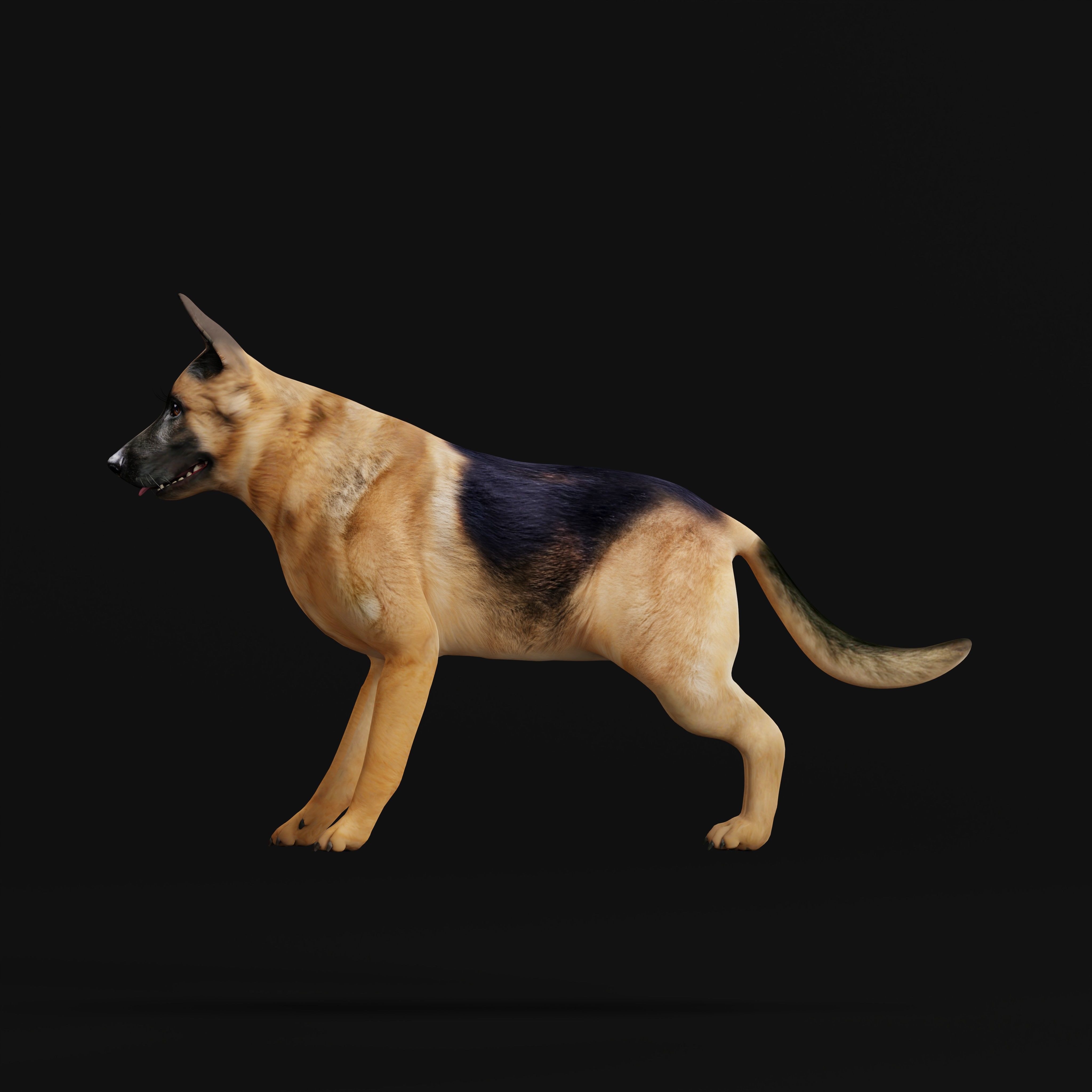 King Shepherd Dog Low-poly 3D model_35