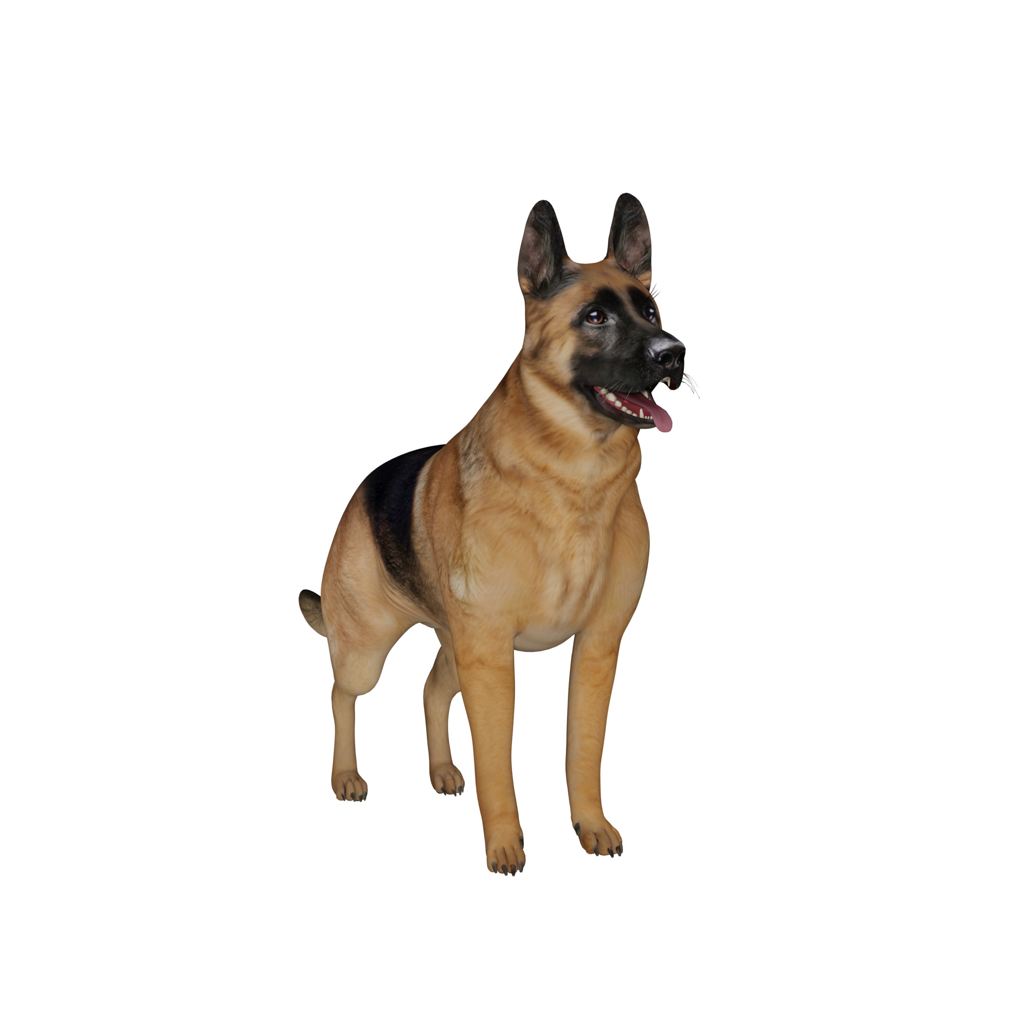 King Shepherd Dog Low-poly 3D model_4