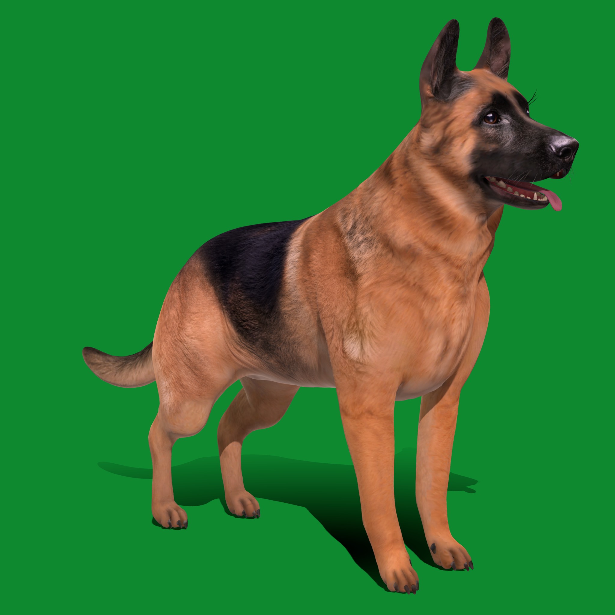 King Shepherd Dog Low-poly 3D model_20