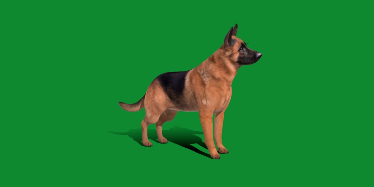 King Shepherd Dog Low-poly 3D model_2