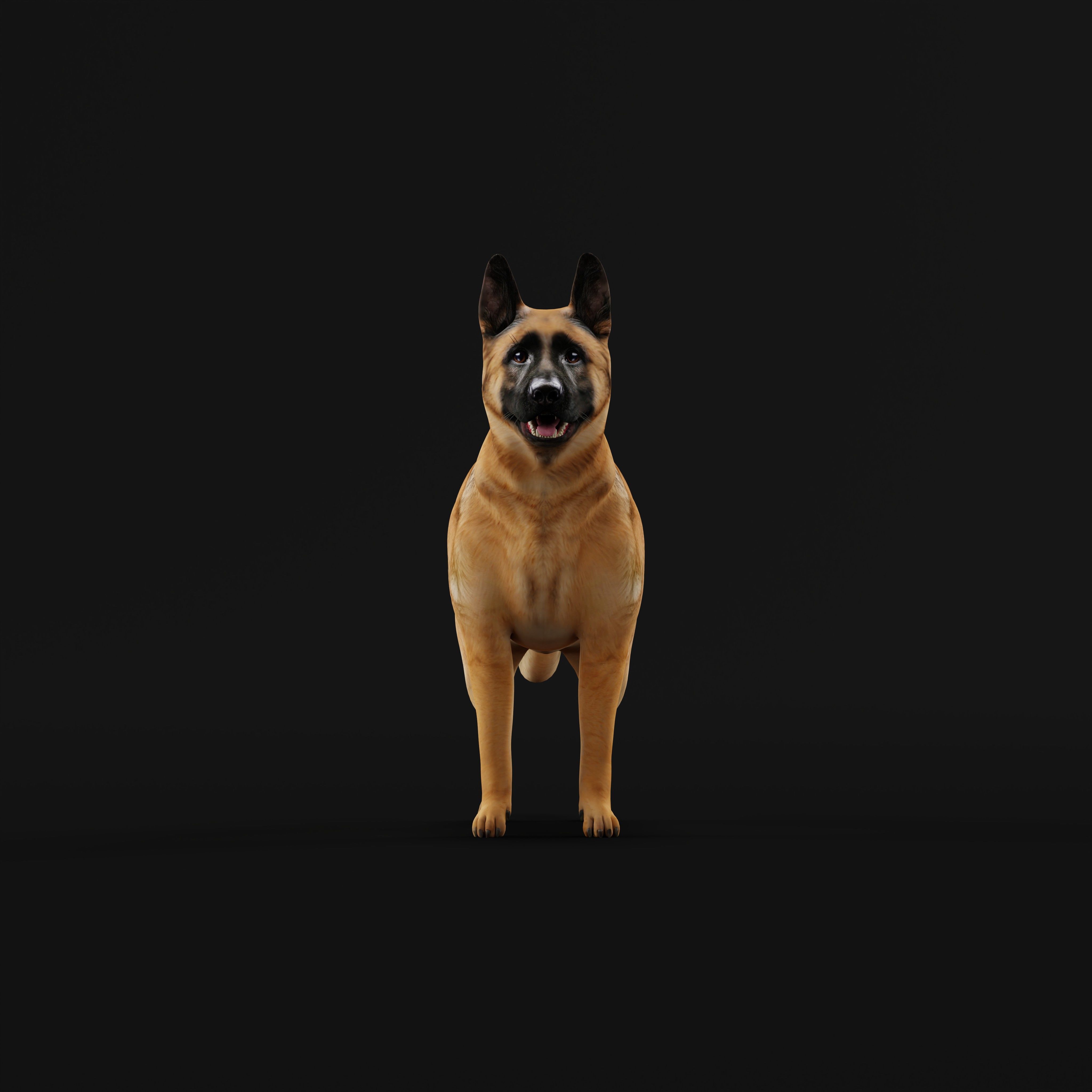 King Shepherd Dog Low-poly 3D model_28